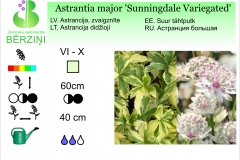 Astrantia major Sunningdale Variegated