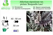 Athyrium niponicum var Burgundie Lace
