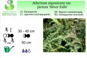 Athyrium niponicum var Silver Falls