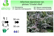Athyrium niponicum var Ursulas Red