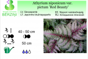 Athyrium niponicum var pictum Red Beauty