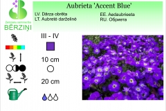 Aubrieta Accent Blue