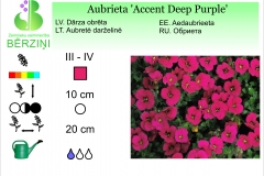 Aubrieta Accent Deep Purple