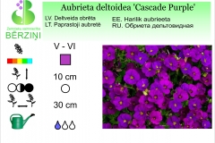Aubrieta deltoidea Cascade Purple