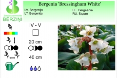 Bergenia Bressingham White
