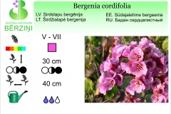Bergenia cordifolia