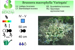 Brunnera macrophylla Variegata
