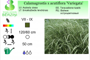 Calamagrostis x acutiflora Variegata