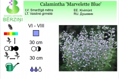 Calamintha Marvelette Blue