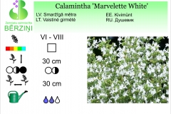 Calamintha Marvelette White