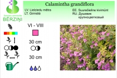 Calamintha grandiflora