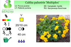 Caltha palustris Multiplex