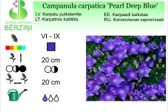 Campanula carpatica Pearl Deep Blue