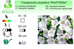 Campanula carpatica Pearl White
