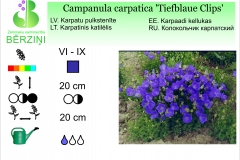 Campanula carpatica Tiefblaue Clips