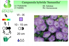 Campanula hybrida Samantha