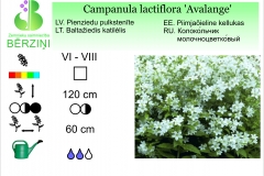 Campanula lactiflora Avalange