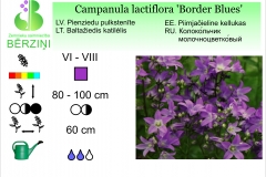 Campanula lactiflora Border Blues