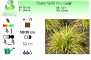 Carex Gold Fountain