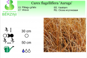 Carex flagelliflera Auruga