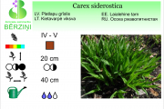 Carex siderostica