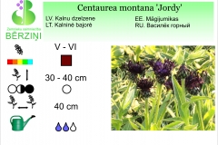Centaurea montana Jordy