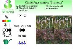 Cimicifuga racemosa Brunette