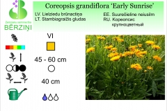 Coreopsis grandiflora Early Sunrise