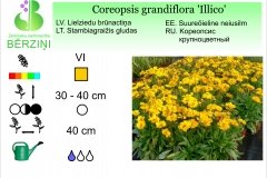 Coreopsis grandiflora Illico