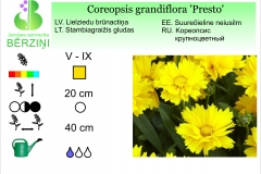 Coreopsis grandiflora Presto