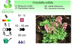 Corydalis solida
