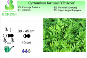 Cyrtomium fortunei Clivicola