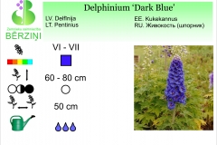 Delphinium Dark Blue
