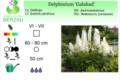 Delphinium Galahad