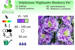 Delphinium Highlander Blueberry Pie