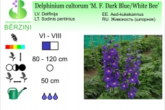 Delphinium cultorum M.F.Dark Blue White Bee