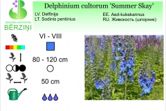 Delphinium cultorum Summer Skay