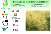 Deschampsia caespitosa Goldschleier