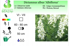Dictamnus albus Albiflorus