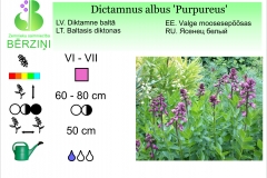 Dictamnus albus Purpureus