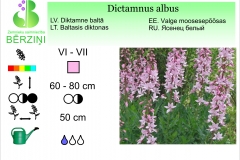 Dictamnus albus
