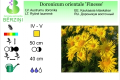 Doronicum orientale Finesse