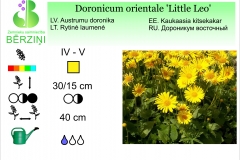 Doronicum orientale Little Leo