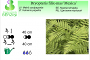 Dryopteris filix-mas Mexica