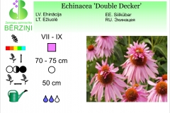 Echinacea Double Decker