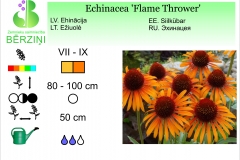 Echinacea Flame Thrower