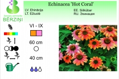 Echinacea Hot Coral