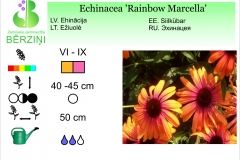 Echinacea Rainbow Marcella