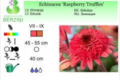 Echinacea Raspberry Truffles