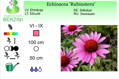 Echinacea Rubinstern